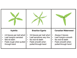 Attēlu rezultāti vaicājumam “Elodea canadensis leaf”