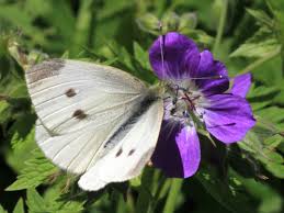 Attēlu rezultāti vaicājumam “Pieris rapae underside”