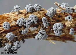 Attēlu rezultāti vaicājumam “Physarum compressum stalked”