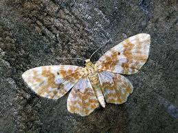 Attēlu rezultāti vaicājumam “Hydrelia flammeolaria”