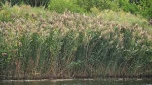 Attēlu rezultāti vaicājumam “Phragmites communis leaf”