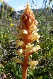 Attēlu rezultāti vaicājumam “Orobanchaceae”