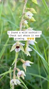 Attēlu rezultāti vaicājumam “Epipactis helleborine flower”