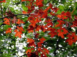 Attēlu rezultāti vaicājumam “Quercus rubra flower”