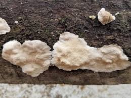 Attēlu rezultāti vaicājumam “Antrodia gossypium”