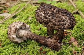 Attēlu rezultāti vaicājumam “Strobilomyces strobilaceus”