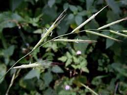 Attēlu rezultāti vaicājumam “Brachypodium sylvaticum fruit”