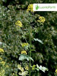 Attēlu rezultāti vaicājumam “Sinapis alba fruit”