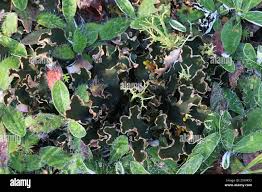 Attēlu rezultāti vaicājumam “Peltigera malacea”