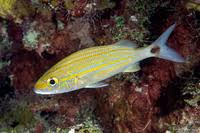 Image result for Haemulon aurolineatum