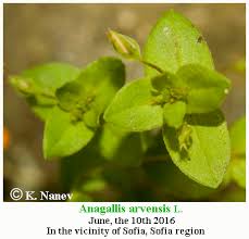 Attēlu rezultāti vaicājumam “Anagallis arvensis leaf”