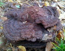 Attēlu rezultāti vaicājumam “Phaeolus schweinitzii”