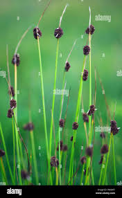 Attēlu rezultāti vaicājumam “Juncus conglomeratus fruit”