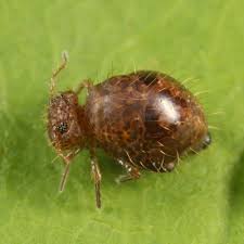 Attēlu rezultāti vaicājumam “Symphypleona”