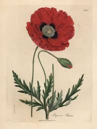 Image result for Papaver rhoeas