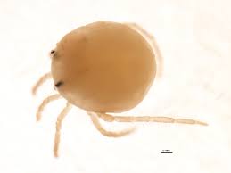 Attēlu rezultāti vaicājumam “Hydrachna”