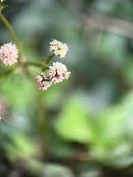 Attēlu rezultāti vaicājumam “Sanicula europaea leaf”