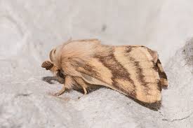 Attēlu rezultāti vaicājumam “Malacosoma castrensis”