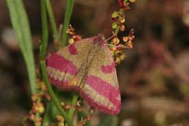 Attēlu rezultāti vaicājumam “Lythria cruentaria”