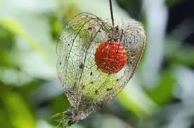 Attēlu rezultāti vaicājumam “Physalis alkekengi leaf”