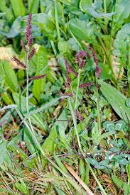 Attēlu rezultāti vaicājumam “Echinochloa crus-galli leaf”