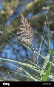 Attēlu rezultāti vaicājumam “Phragmites communis flower”