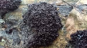 Attēlu rezultāti vaicājumam “Lindbladia tubulina spores”