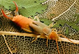 Attēlu rezultāti vaicājumam “Forficula auricularia”