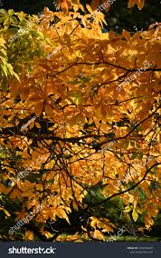 Attēlu rezultāti vaicājumam “Aesculus x hybrida leaf”