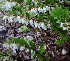 Attēlu rezultāti vaicājumam “Chamaedaphne calyculata”