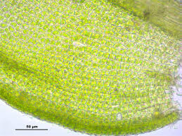 Attēlu rezultāti vaicājumam “Leskea polycarpa”