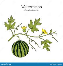 Attēlu rezultāti vaicājumam “Citrullus lanatus leaf”