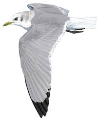 Attēlu rezultāti vaicājumam “Rissa tridactyla”