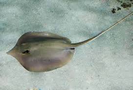 Image result for Hypanus longus