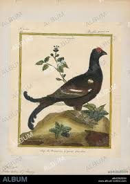 Image result for Tetrao tetrix