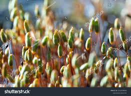 Attēlu rezultāti vaicājumam “Polytrichum piliferum sporophyte”