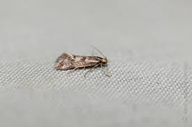 Attēlu rezultāti vaicājumam “Denisia similella”