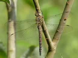 Attēlu rezultāti vaicājumam “Aeshna mixta”