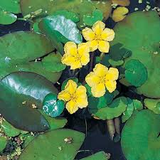 Image result for Seekanne