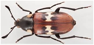 Attēlu rezultāti vaicājumam “Melandrya dubia”