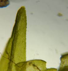 Attēlu rezultāti vaicājumam “Dichodontium pellucidum macro”