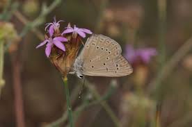 Attēlu rezultāti vaicājumam “Agrodiaetus amandus”