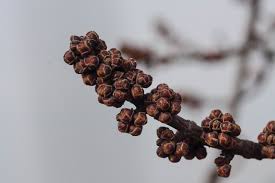 Attēlu rezultāti vaicājumam “Acer saccharinum bud”