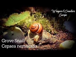 Attēlu rezultāti vaicājumam “Cepaea nemoralis”