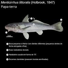 Image result for Menticirrhus littoralis