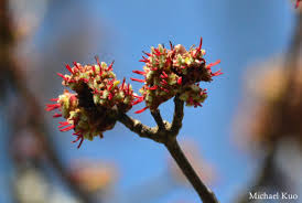 Attēlu rezultāti vaicājumam “Acer saccharinum flower”