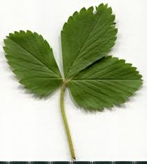 Attēlu rezultāti vaicājumam “Fragaria vesca leaf”