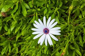 Image result for Dimorphotheca pluvialis