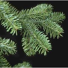 Attēlu rezultāti vaicājumam “Abies balsamea”