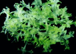 Attēlu rezultāti vaicājumam “Chaetophora pisiformis”